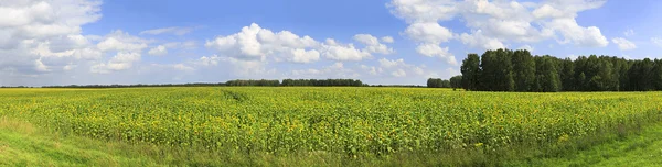 Ayçiçeği alanlarla güzel Panoraması. — Stok fotoğraf