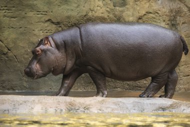 büyük su aygırı.