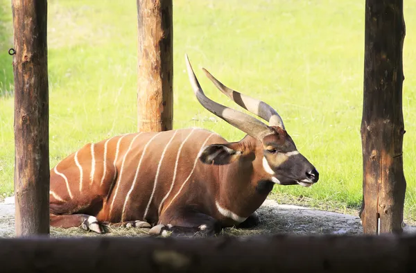 Kudu menor (Tragelaphus imberbis ). —  Fotos de Stock