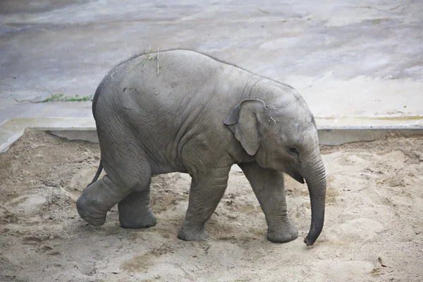 Baby elefant leker i sandlådan. — Stockfoto