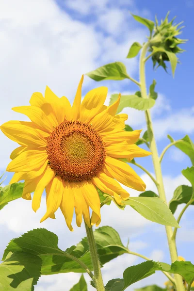 Beautiful sunflower against the sky. — Stock Photo, Image