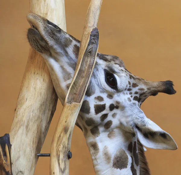 Giraffe steckt in Baum fest. — Stockfoto