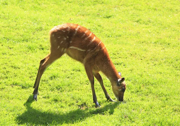 Lesser kudu (Tragelaphus imberbis). — Stock Photo, Image