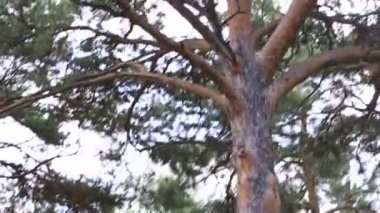 mount tserkovka içinde belokurikha yamaca güzel bitki örtüsü.