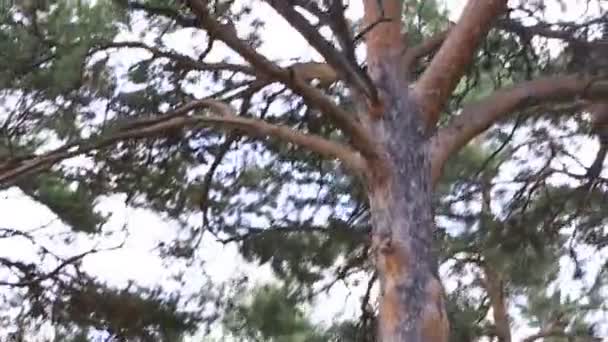 Mooie vegetatie op de heuvel van de berg tserkovka in belokurikha. — Stockvideo