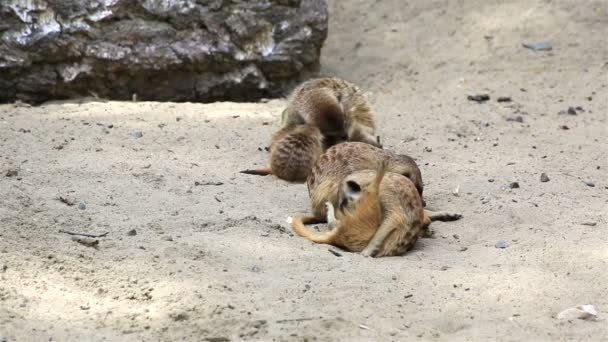 Funny family of meerkats with cubs. — Stock Video