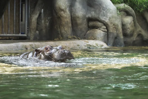 Huge hippopotamus in water. — Stock Photo, Image