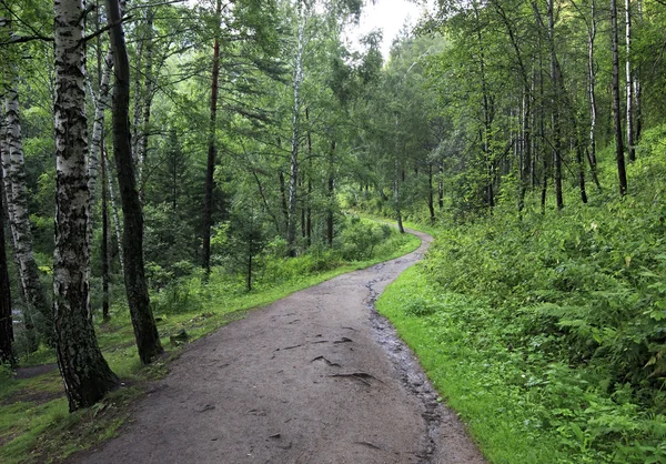 Sinyuha 'da dağ yamacında yürüyüş yolu. Altai Krai. — Stok fotoğraf