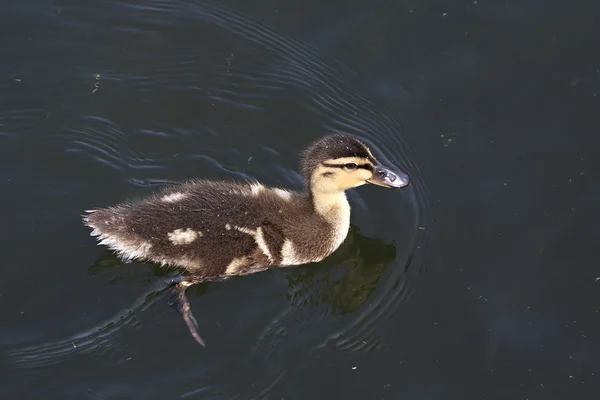 Güzel küçük ördek yavrusu bir havuzda yüzüyor.. — Stok fotoğraf