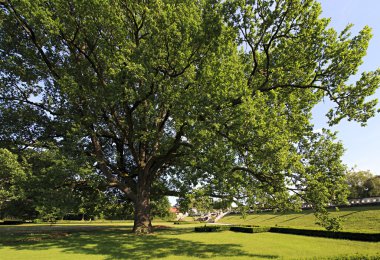 Parktaki güzel ağaç.
