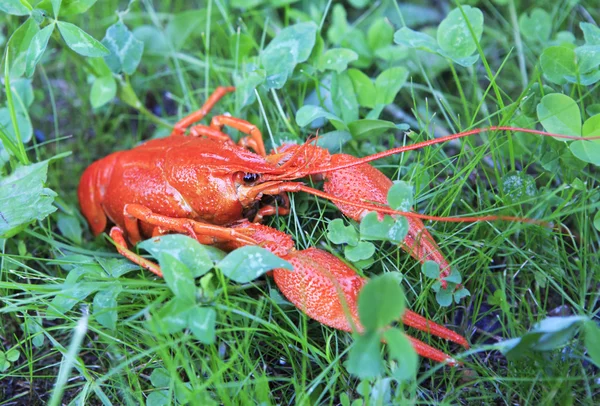Red boiled crawfish on green grass. — Stock Photo, Image