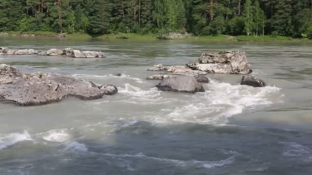 Umbrales río de montaña Katun. Altai Krai. Rusia . — Vídeos de Stock