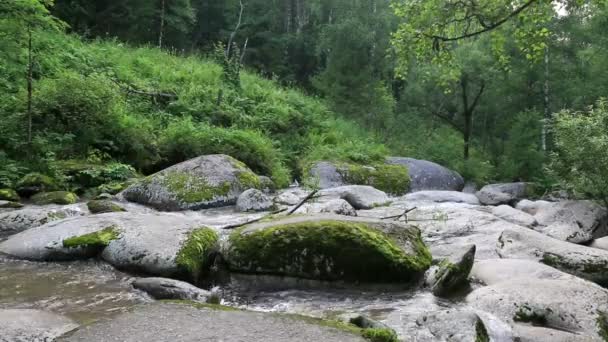 Belokurikha berg rivier in de kraj Altaj. Rusland. — Stockvideo