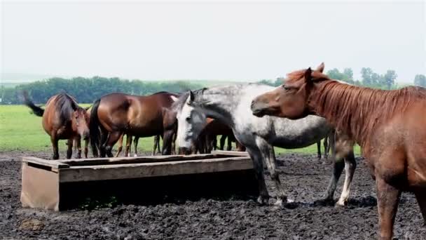 Horses nod their heads in unison (saved from annoying insects). — Stock Video