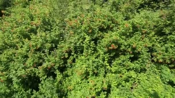 Beautiful vegetation on the hillside of Mount Tserkovka in Belokurikha. Altai Krai. Russia. — Stock Video