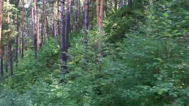 Belle végétation sur la colline du mont Tserkovka à Belokurikha. Territoire de l'Altaï. Russie .