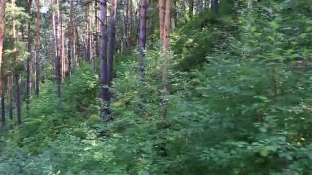 Hermosa vegetación en la ladera del monte Tserkovka en Belokurikha. Altai Krai. Rusia . — Vídeos de Stock