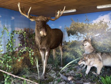 Doldurulmuş geyik ve Kurtlar.