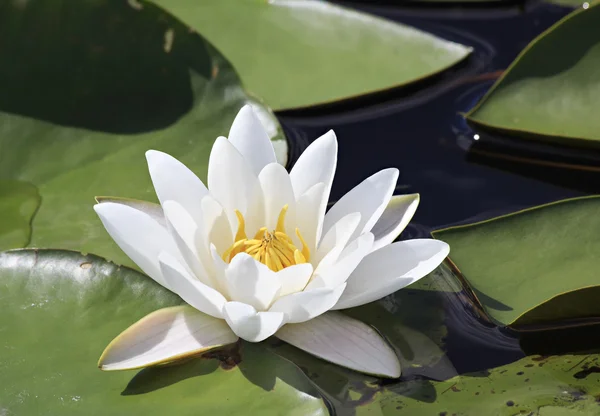 Beautiful water lily on the lake Manzherok. — Stock Photo, Image