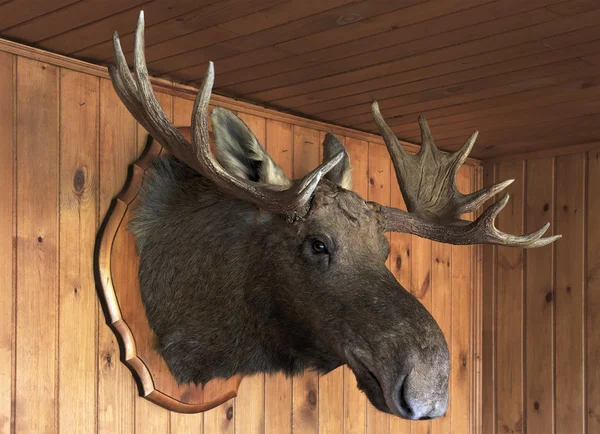 Stuffed moose head — Stock Photo, Image