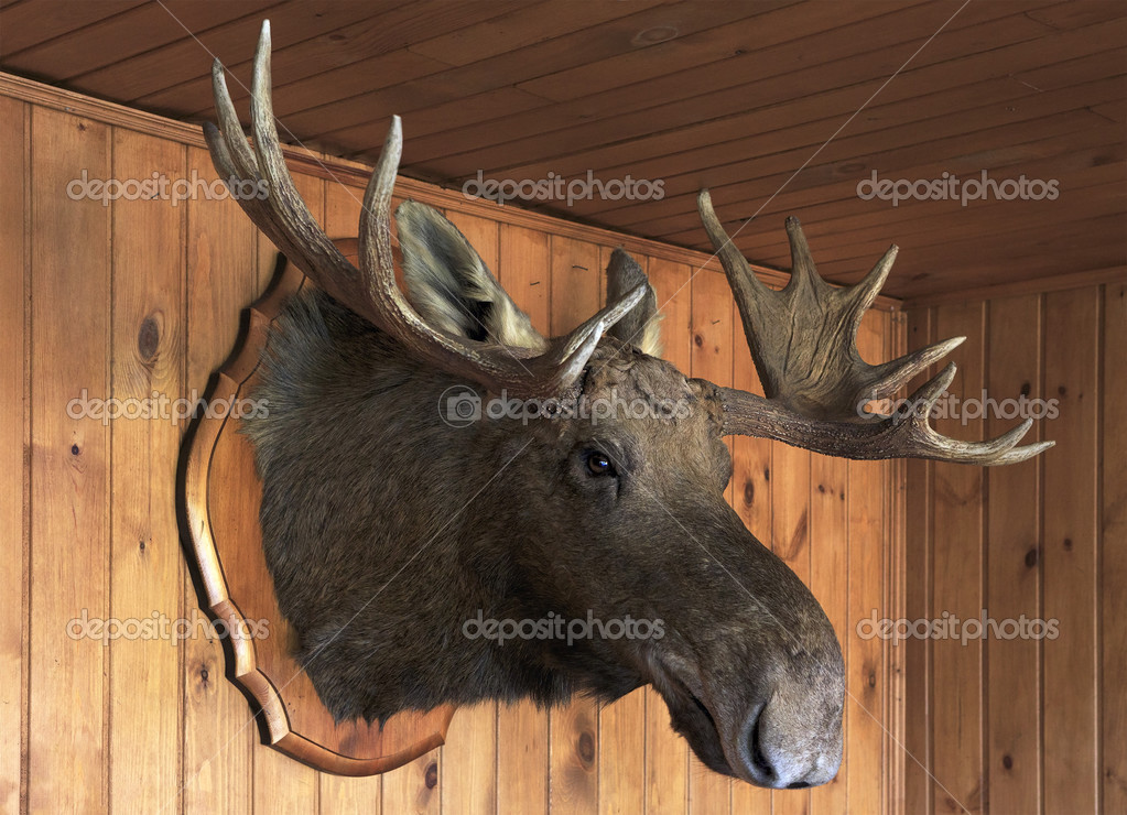 stuffed moose head