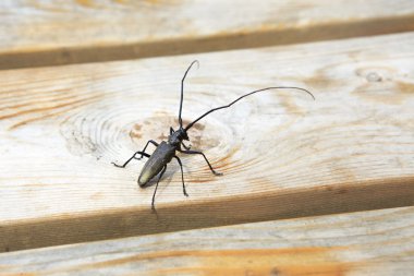 Misk böceği (aromia m)