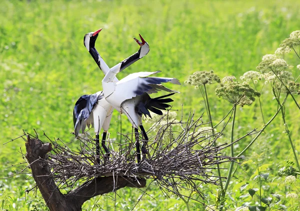 Couple of cranes of iron in the nest on the tree. — Stock Photo, Image