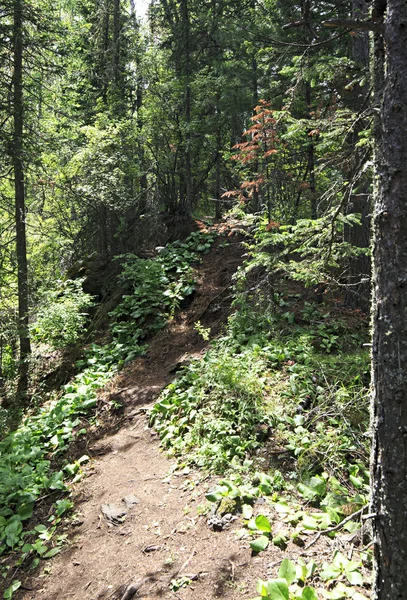 Hermoso bosque en el Monte Pequeño Sinyuha . — Foto de Stock