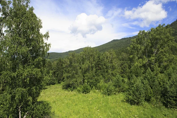 Hermoso bosque en las montañas de Altai . — Foto de Stock