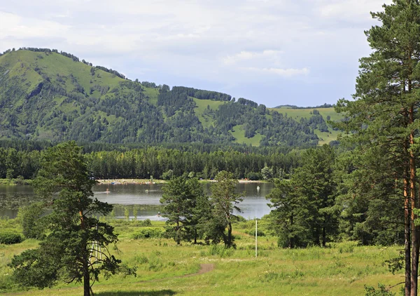 Beaux pins près du Mont Petit Sinyouha . — Photo