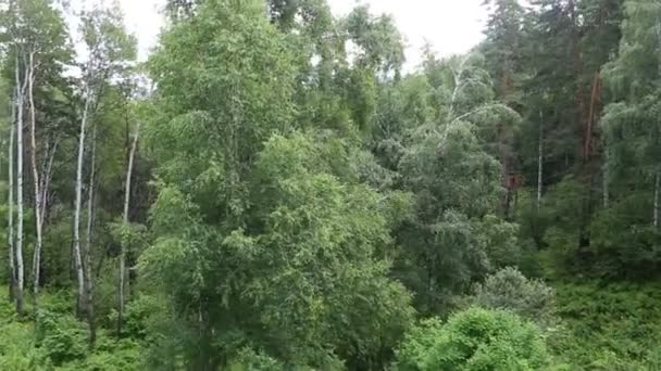 Piękna roślinność na wzgórzu z montażu tserkovka w belokurikha. Ałtajskiego. Rosja. — Wideo stockowe