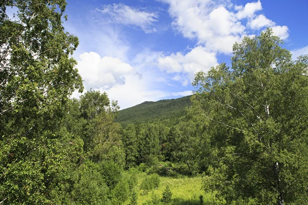 Hermoso bosque en las montañas de Altai . —  Fotos de Stock