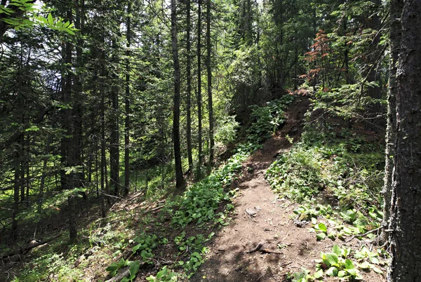 Hermoso bosque de verano en el Monte Pequeño Sinyuha . — Foto de Stock