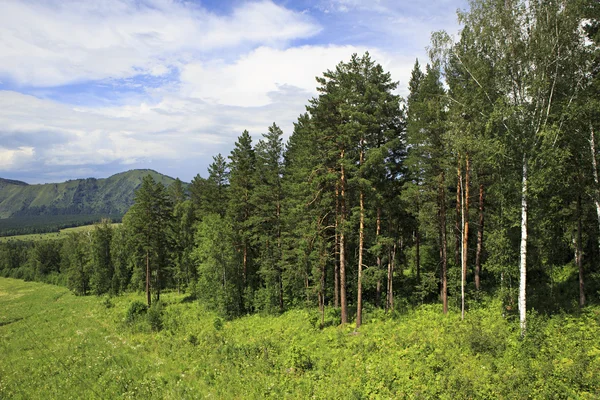 Piękny las w górach Ałtaju. krajobraz lato. — Zdjęcie stockowe