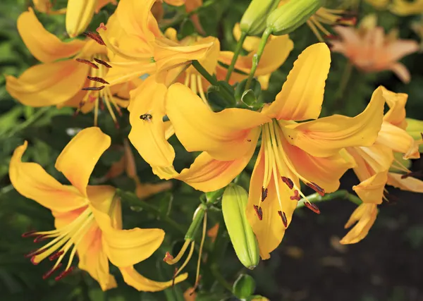 Красивая желтая лилия в саду. — стоковое фото