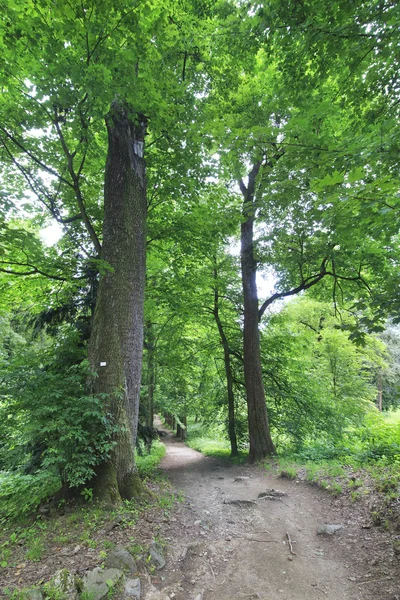 Enormes árboles viejos en el jardín del castillo Konopiste — Foto de Stock