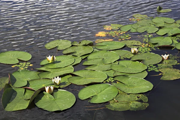 Beautiful water lilies on the lake Manzherok. — Stock Photo, Image
