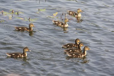 komik küçük ducklings gölde yüzmek.