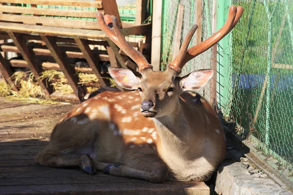 Vacker brokig rådjur i petting zoo. — Stockfoto