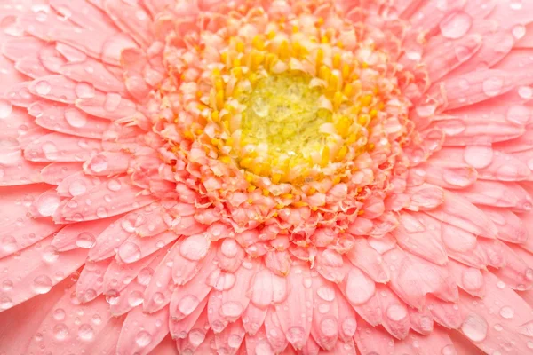 Rosa Gerbera — Stockfoto