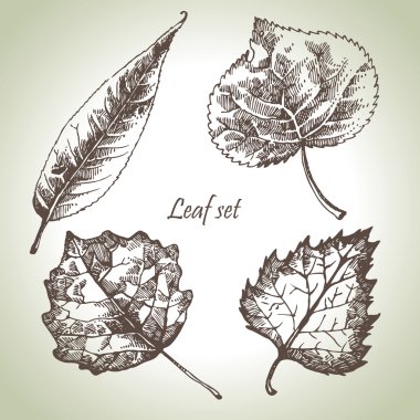 Hand drawn leaf set clipart