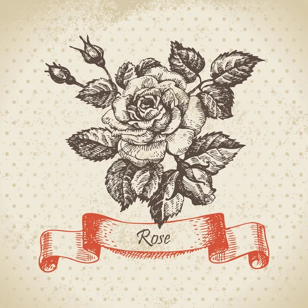 Rose ! Design vintage dessiné à la main — Image vectorielle