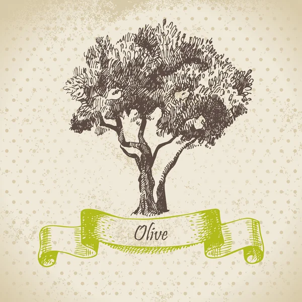 Olive tree. Hand drawn illustration — Stock Vector