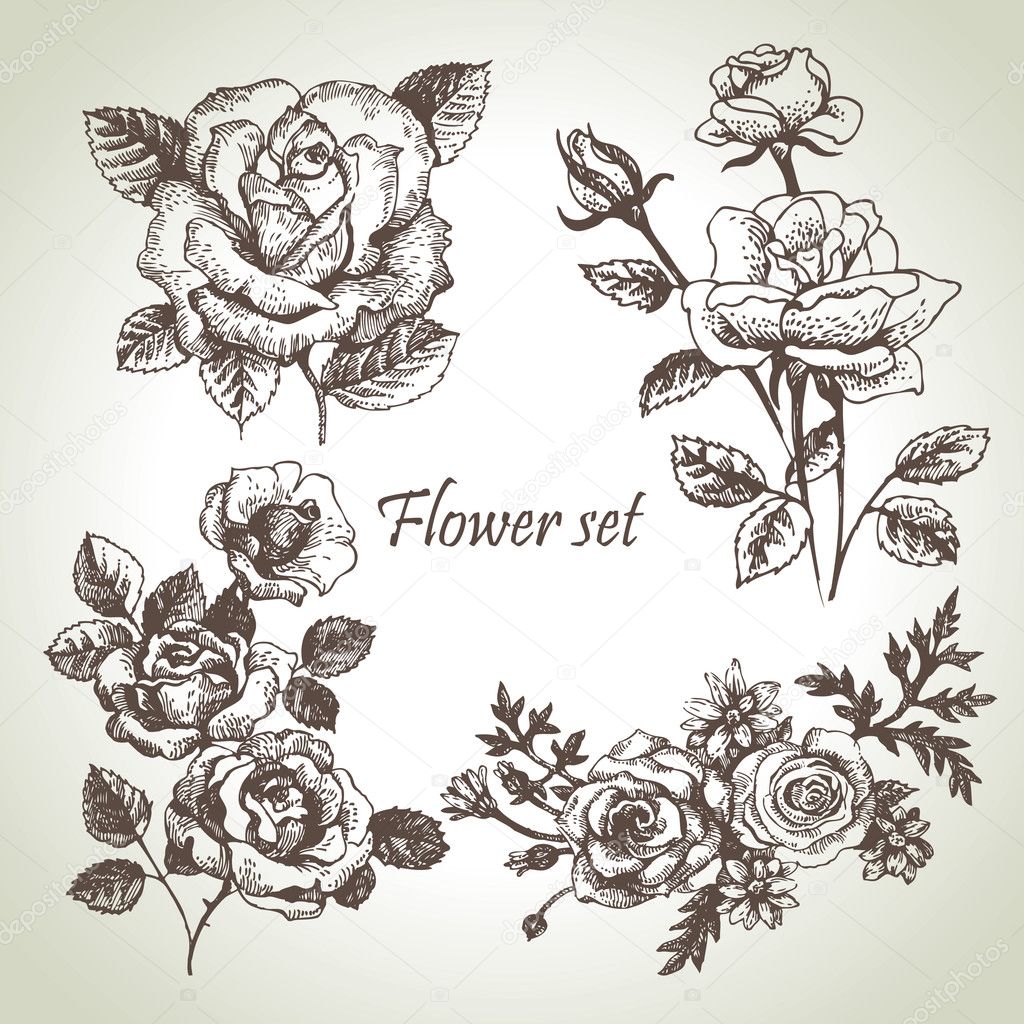 Floral Set Hand Drawn Illustrations Of Roses Stock Vector Image By C Pimonova