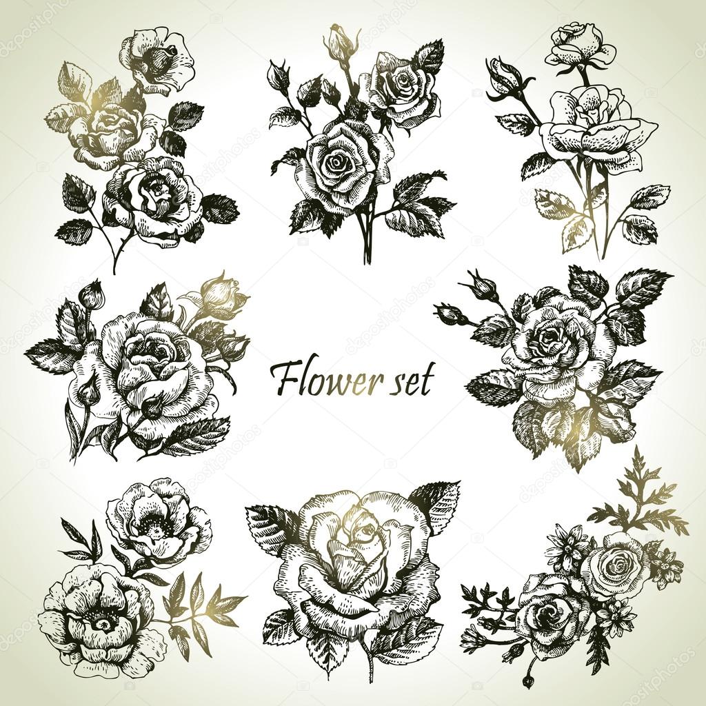 Floral set. Hand drawn illustrations of roses