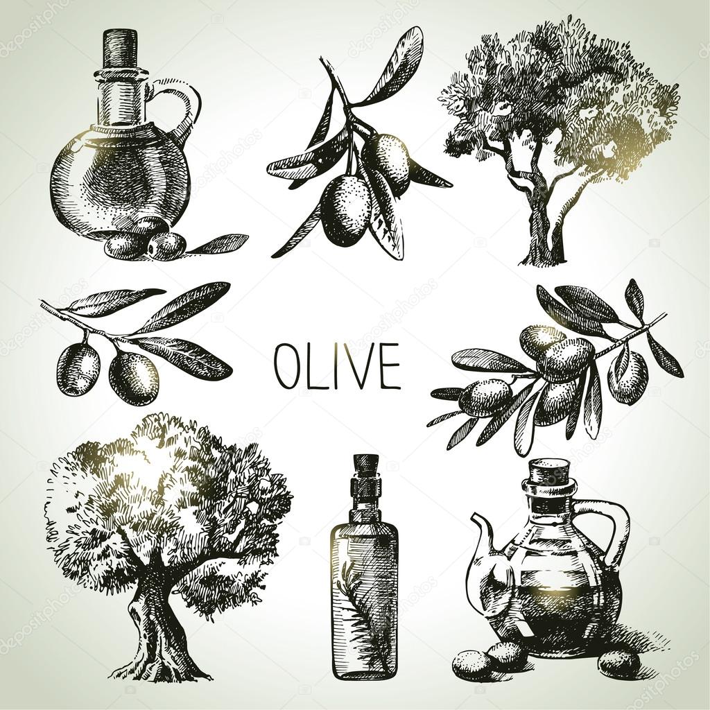 Hand drawn olive set