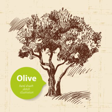 Vintage zeytin arka plan. el çizilen illüstrasyon