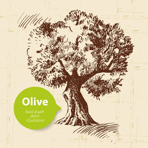 Fondo de oliva vintage. ilustración dibujada a mano — Archivo Imágenes Vectoriales