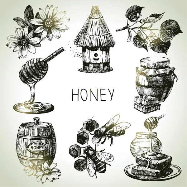 Honey set. Hand drawn vintage illustrations — Stock Vector