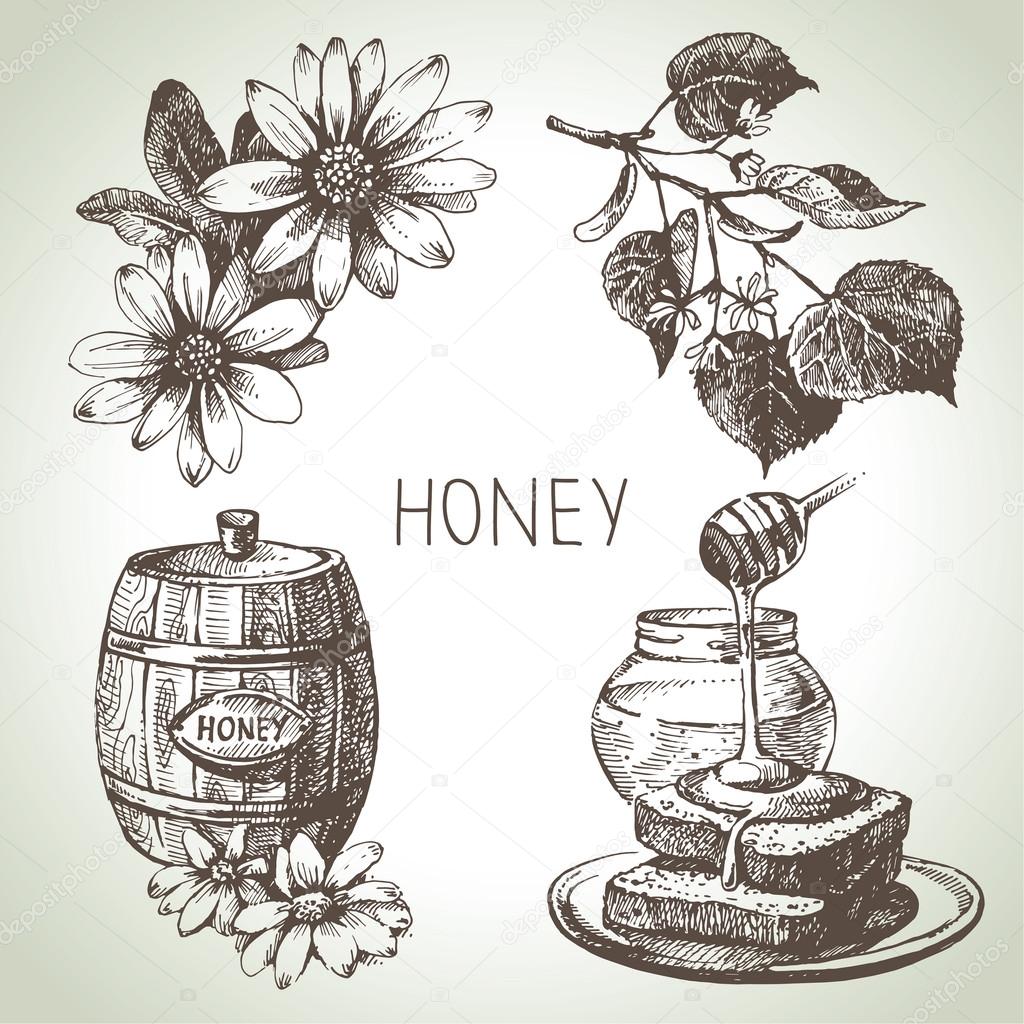 Honey set. Hand drawn vintage illustrations